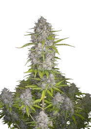 FBS05F9040 - FAST BUDS - ORANGE SHERBET AUTO FEM | 5 GRAINES