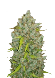 FBS01F9028 - FAST BUDS - ORIGINAL BUBBLEGUM AUTO | 1 GRAINE