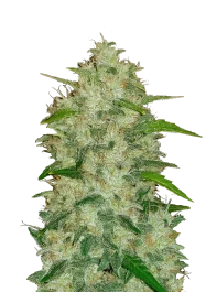 FBS05F9030 - FAST BUDS - ORIGINAL CHEMDAWG AUTO | 5 GRAINES