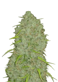 FBS01F9032 - FAST BUDS - ORIGINAL JACK HERER AUTO | 1 GRAINE