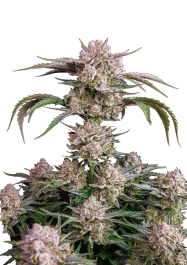 FBS10F9055 - FAST BUDS - STRAWBERRY GORILLA AUTO FEM | 10 GRAINES
