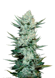 FBS03F9016 - FAST BUDS - TANGIE'MATIC AUTO | 3 GRAINES