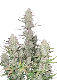 FBS10F9059 - FAST BUDS - TROPICANA COOKIES AUTO FEM | 10 GRAINES