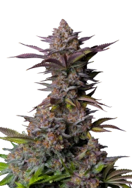 FBFFNA50005 - FAST BUDS - TROPICANA COOKIES FAST FLOWERING FEM | 5 GRAINES
