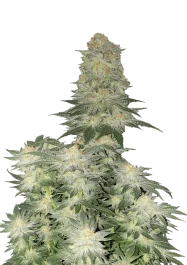 FBFFNA60003 - FAST BUDS - WEDDING CHEESECAKE FLORAISON RAPIDE FEM | 3 GRAINES