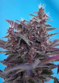 SWABC3 - SWEET SEEDS - BLACK CREAM AUTO® FEM (SWS37) | 3+1 GRAINES