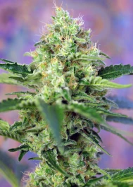 SWS5803 - SWEET SEEDS - CRYSTAL CANDY® FEM (SWS58) | 3+1 GRAINES