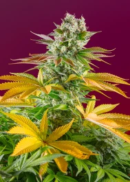 SWGGFVP100 - SWEET SEEDS - GORILLA GIRL F1 FAST VERSION® FEM (SWS86) | 100 GRAINES