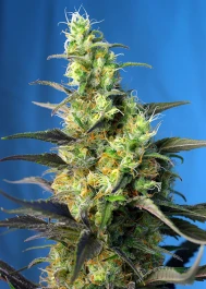 SWICCP5 - SWEET SEEDS - NYC DIESEL CBD® FEM (anciennement ICE COOL CBD® FEM) | 5+2 SEEDS