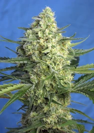 SWJ47XLA5 - SWEET SEEDS - JACK 47 XL AUTO® FEM (SWS78) | 5+2 GRAINES