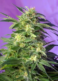 SWKKAP3 - SWEET SEEDS - KILLER KUSH AUTO® FEM (SWS56) | 3+1 GRAINES