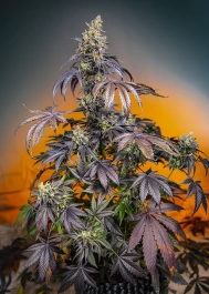 SWRGGXLAP3 - SWEET SEEDS - RED GORILLA GIRL XL AUTO® FEM (SWS89) | 3+1 GRAINES