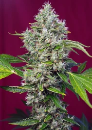SWSFLKP3 - SWEET SEEDS - SAN FERNANDO LEMON KUSH FEM® (SWS62) | 3+1 GRAINES