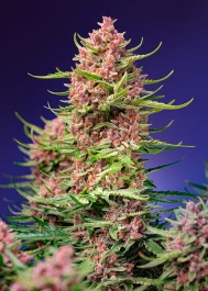 SWSCSF1FV003 - SWEET SEEDS - STRAWBERRY COLA SHERBET F1 FAST VERSION® FEM (SWS106) | 3+1 GRAINES