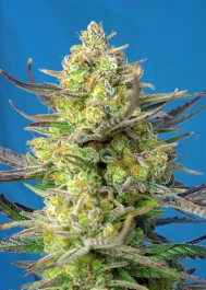 SWSCXLA100 - SWEET SEEDS - SWEET CHEESE XL AUTO® FEM (SWS77) | 100 GRAINES