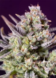 SWSZXLA3 - SWEET SEEDS - SWEET ZENZATION XL AUTO® FEM (SWS100) | 3+1 GRAINES