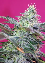 SWCHA5 - SWEET SEEDS - SWEET CHEESE AUTO® FEM (SWS33) | 5+2 GRAINES