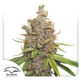 DP8832 - DUTCH PASSION - AUTO GLUEBERRY OG FEM | 3 GRAINES