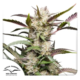 DP12832 - DUTCH PASSION - AUTO MIMOSA PUNCH | 3 GRAINES