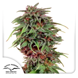 DP0902 - DUTCH PASSION - DURBAN POISON FEM | 10 GRAINES