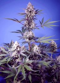 SWFVMRF1005 - SWEET SEEDS - MENTAL RAINBOW F1 FAST VERSION FEM (SWS118) | 5+2 GRAINES