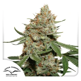 DP1232 - DUTCH PASSION - SKUNK #11 FEM | 3 GRAINES