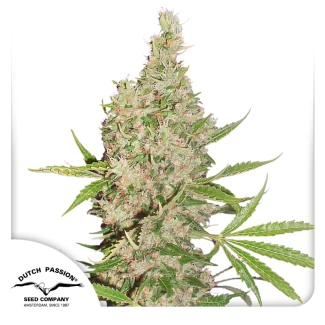 DP6601 - DUTCH PASSION - WHITE WIDOW X THE ULTIMATE REG | 10 GRAINES