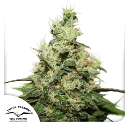 DP2652 - DUTCH PASSION - CBD KUSH FEM | 5 SEMENCES - Disponible jusqu'à épuisement des stocks