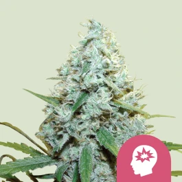 RQSFEM03047 - ROYAL QUEEN SEEDS - AMG AMNESIA MC GANJA FEM | 3 GRAINES