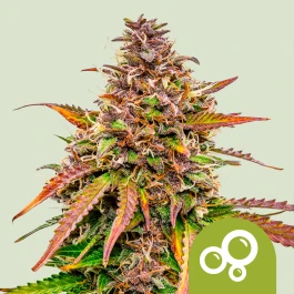 RQSAUT05018 - ROYAL QUEEN SEEDS - BUBBLE KUSH AUTO FEM | 5 GRAINES