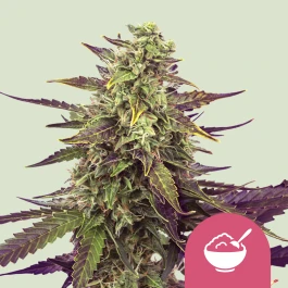 RQSFEMCM001 - ROYAL QUEEN SEEDS - CEREAL MILK FEM (USA PREMIUM) | 1 GRAINE