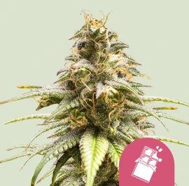 RQSFEM01033 - ROYAL QUEEN SEEDS - CHOCOLATE HAZE FEM | 1 GRAINE