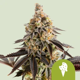 RQSAUT003061 - ROYAL QUEEN SEEDS - COOKIES ICE CREAM AUTOMATIC FEM (USA PREMIUM) | 3 GRAINES