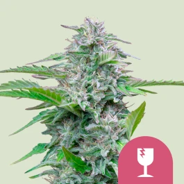 RQSFEM025010 - ROYAL QUEEN SEEDS - CRITICAL FEM | 25 GRAINES