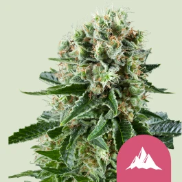 RQSFEM10031 - ROYAL QUEEN SEEDS - CRITICAL KUSH FEM | 10 GRAINES