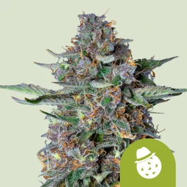 RQSAUT10030 - ROYAL QUEEN SEEDS - DO-SI-DOS AUTOMATIC FEM | 10 GRAINES