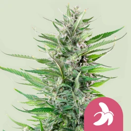RQSFEM10038 - ROYAL QUEEN SEEDS - FAT BANANA FEM (USA PREMIUM) | 10 GRAINES