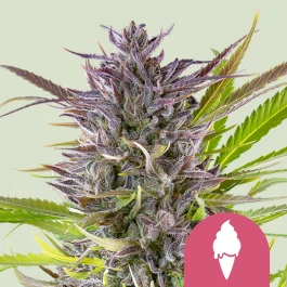 RQSFEM10040 - ROYAL QUEEN SEEDS - GREEN ICE CREAM FEM (USA PREMIUM) | 10 GRAINES