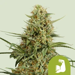 RQSAUT10027 - ROYAL QUEEN SEEDS - HULKBERRY AUTOMATIC FEM (USA PREMIUM) | 10 GRAINES