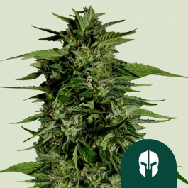 RQSF1AUT001073 - ROYAL QUEEN SEEDS - HYPERION F1 AUTOFLORAISON | 1 GRAINE