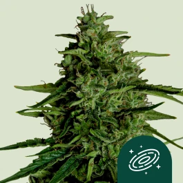 RQSF1AUT003067 - ROYAL QUEEN SEEDS - MILKY WAY F1 AUTOFLORAISON | 3 GRAINES