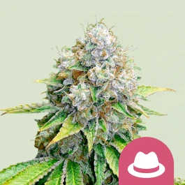 RQSFEM03017 - ROYAL QUEEN SEEDS - OG KUSH FEM | 3 GRAINES