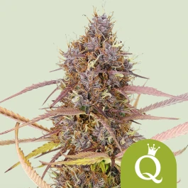RQSAUT05053 - ROYAL QUEEN SEEDS - PURPLE QUEEN AUTOMATIC (USA PREMIUM) | 5 GRAINES