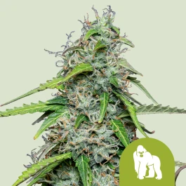 RQSAUT10021 - ROYAL QUEEN SEEDS - ROYAL GORILLA AUTOMATIC FEM (USA PREMIUM) | 10 GRAINES