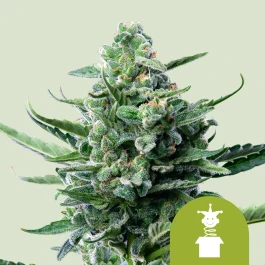 RQSAUT05015 - ROYAL QUEEN SEEDS - ROYAL JACK AUTOMATIC FEM | 5 GRAINES