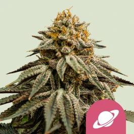 RQSFEM003064 - ROYAL QUEEN SEEDS - ROYAL SKYWALKER FEM (USA PREMIUM) | 3 GRAINES