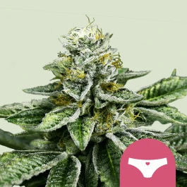 RQSFEM03041 - ROYAL QUEEN SEEDS - SHERBET QUEEN FEM (USA PREMIUM) | 3 GRAINES