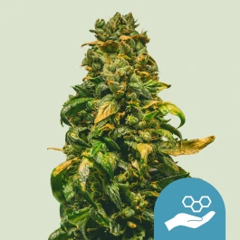 RQSCBD01010 - ROYAL QUEEN SEEDS - SOLOMATIC CBD AUTO FEM | 1 GRAINE