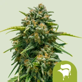 RQSAUT03017 - ROYAL QUEEN SEEDS - SWEET SKUNK AUTOMATIC FEM | 3 GRAINES