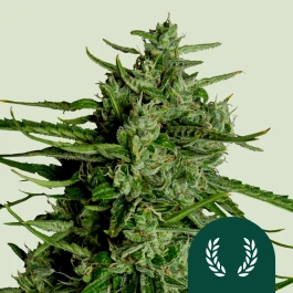 RQSF1AUT005068 - ROYAL QUEEN SEEDS - TITAN F1 AUTOFLORAISON | 5 GRAINES